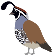 JNATS Quail small.png